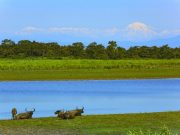 Kaziranga National Park Buffaloes