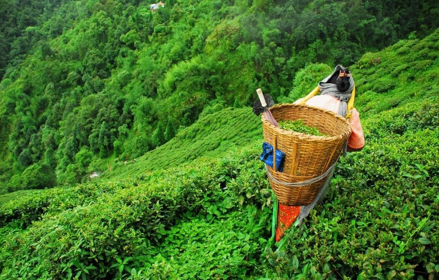 The Himalayan Kingdom Pelling – 06 Nights & 07 Days