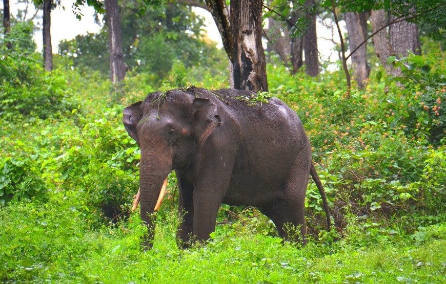 Bangalore – Mysore – Bandipur – 03 Nights & 04 Days