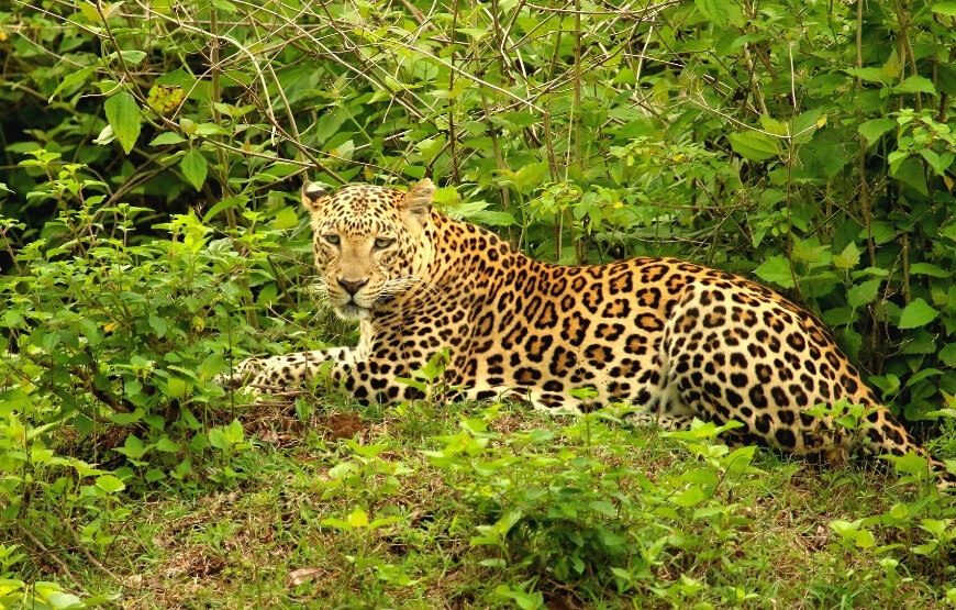 Blissful Mysore Bandipur and Coorg – 04 Nights & 05 Days