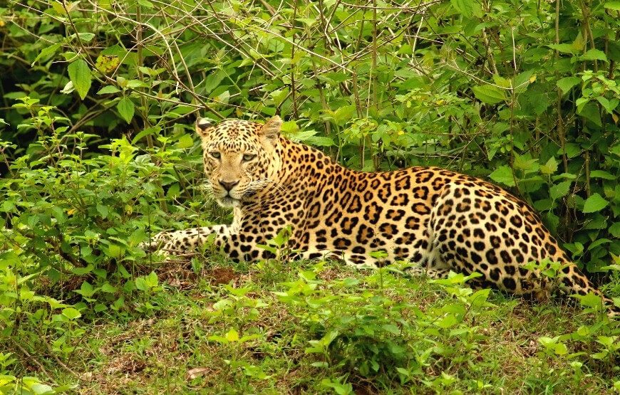 Bangalore – Mysore – Bandipur – 03 Nights & 04 Days