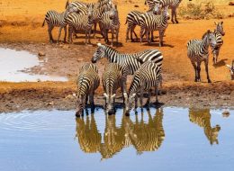 Zebras Drinking Water Kenya