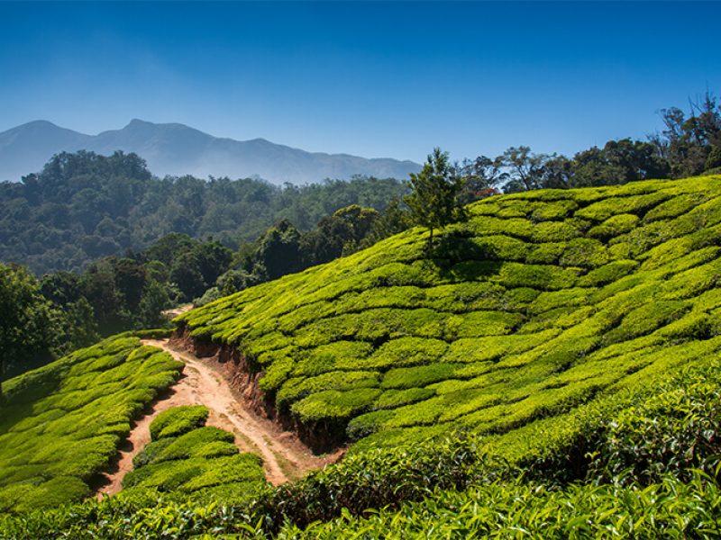 Hill Station Kerala